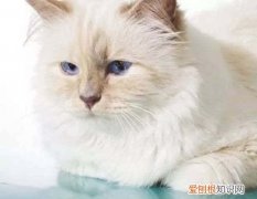 小蜜蜂的辨味方法，不同的小动物辨味的方法