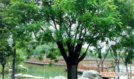 青槐的寓意,青槐网名的含义