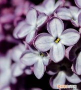 白红丁香花的寓意和象征，紫丁香的寓意和象征意义是什么