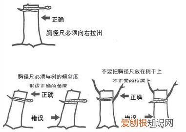 胸径是什么意思，胸径25厘米是什么意思