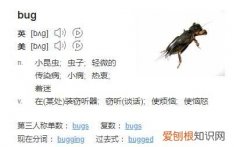 bug什么意思中文翻译，你是一个bug什么意思