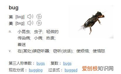 bug什么意思中文翻译,你是一个bug什么意思