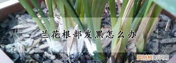 兰花根部发黑是什么原因，兰花根部发黑怎么办叶子断了