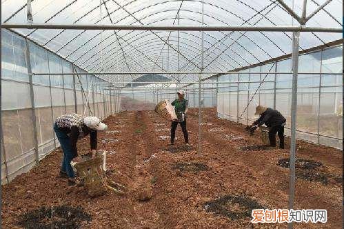 牛粪养蚯蚓的方法和注意事项,用牛粪养殖蚯蚓牛粪要怎么处理