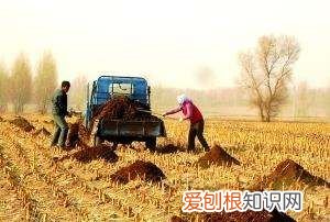 牛粪养蚯蚓的方法和注意事项,用牛粪养殖蚯蚓牛粪要怎么处理