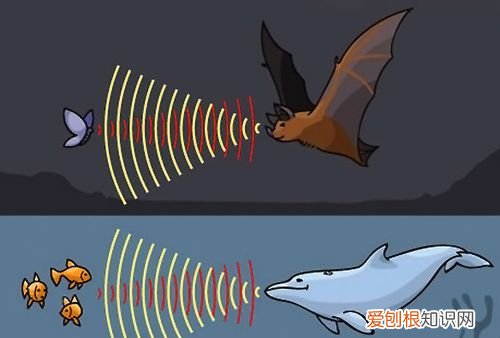 蝙蝠是超声波还是次声波，蝙蝠利用超声波还是次声波