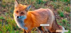 狐狸具有什么样的性格特点，狐狸和山羊各具有怎样的性格特点
