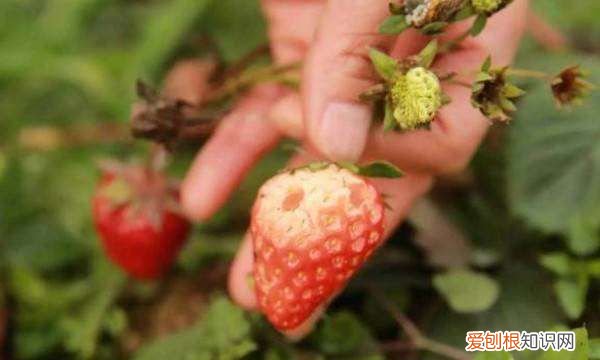 草莓生虫子用什么药，草莓长虫子怎么办小妙招