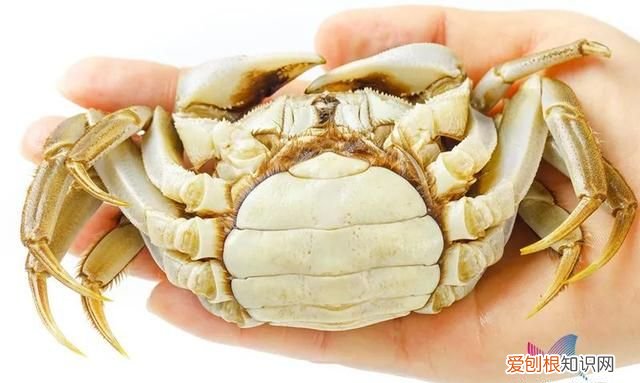 保鲜的螃蟹第二天能吃吗,死螃蟹哪里不能吃