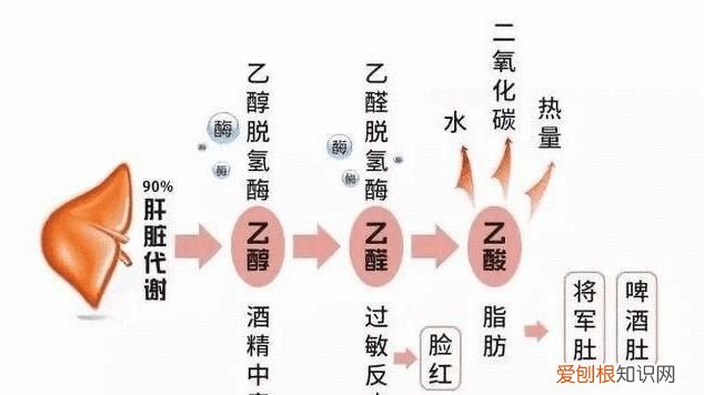 吃什么可以分解乙醛,丙酮酸怎么分解成乙醛和二氧化碳反应
