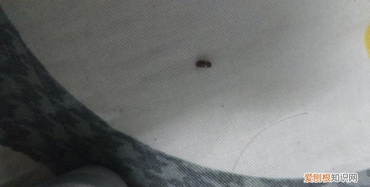 夏天灯光下虫多怎么办，夏天灯光吸引无数飞虫怎么办