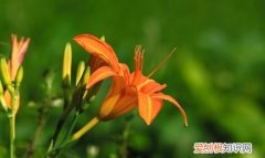 萱草花原唱是谁，萱草花原唱是日本的吗