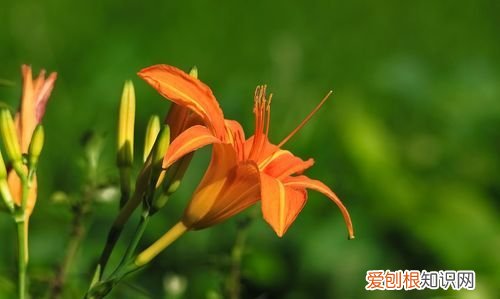 萱草花原唱是谁,萱草花原唱是日本的吗