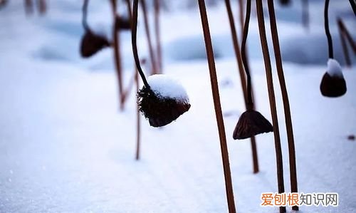 寒荷的寓意,姓范的好听的名字女