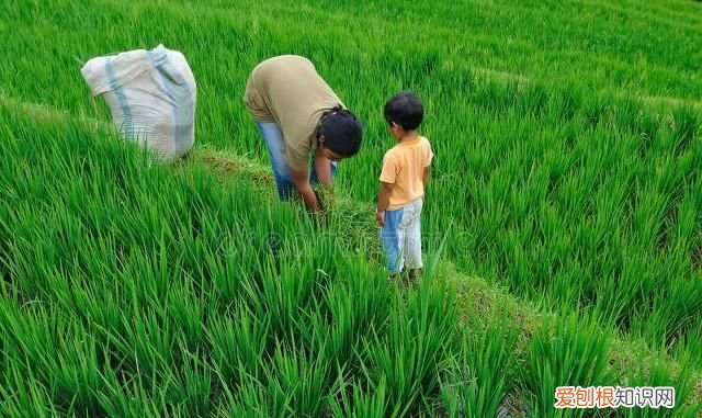 无法形容的爱,无法形容的爱句子