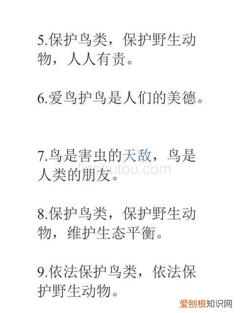 鸟类的宣传标语怎么写