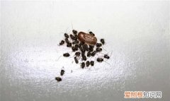 房子有蟑螂怎么灭杀，房间有蟑螂怎么办能除根