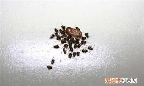 房子有蟑螂怎么灭杀，房间有蟑螂怎么办能除根