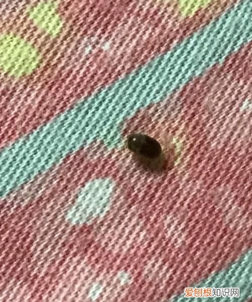 布艺沙发有虫子怎么办,布艺沙发有虫咯吱响要怎么处理