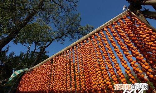 陕西富平柿子耐寒，富平柿子村观赏时间