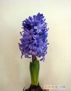 风信子夹箭是什么意思，风信子抽箭应该注意什么