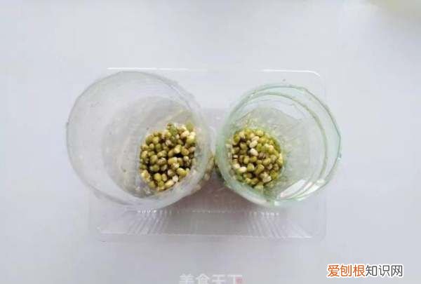 发绿豆芽的方法,绿豆芽怎么发又粗又快
