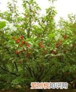 树的度是什么意思，樱桃树适应什么气候