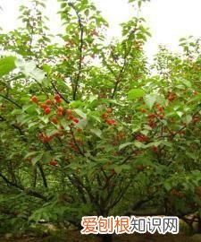 树的度是什么意思，樱桃树适应什么气候