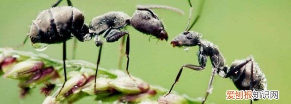 蚂蚁是怎么辨别味道的