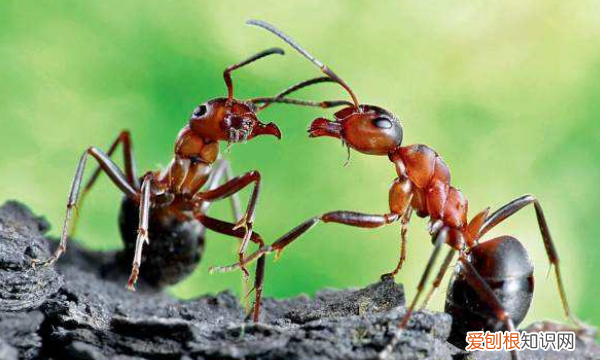蚂蚁是怎么辨别味道的