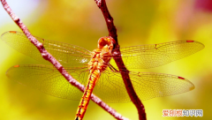 蚁蛉和蜻蜓的区别，蚂蛉与蜻蜓的区别是什么呢
