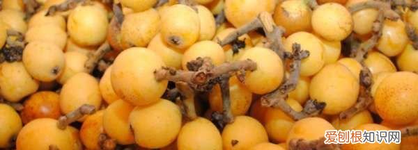 用枇杷浸冰糖可以放多久