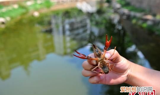 龙虾下雨天会出来吗