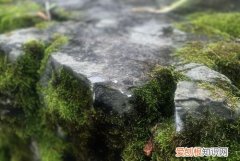 复照青苔上的复什么意思