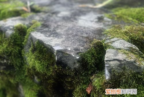 复照青苔上的复什么意思