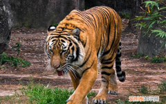 不同动物的辨味方法，老虎的辨味方法有哪些