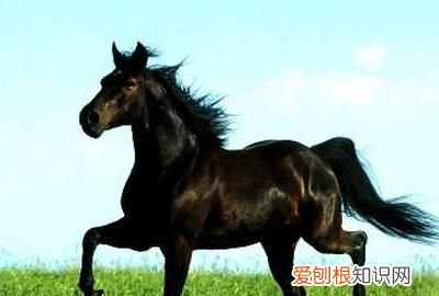 宝马由来，世界上的六种马