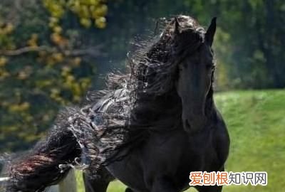 宝马由来，世界上的六种马