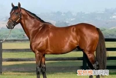 宝马由来，世界上的六种马