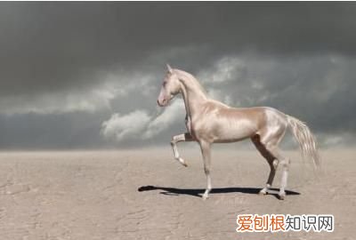 宝马由来，世界上的六种马