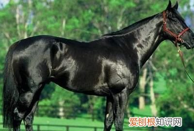 宝马由来，世界上的六种马