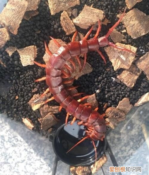 大蜈蚣有毒吗，这种红头小蜈蚣有没有毒强不强应处理是什么