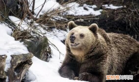 熊怎么冬眠方式是什么,熊为什么要冬眠冬眠的原因是什么