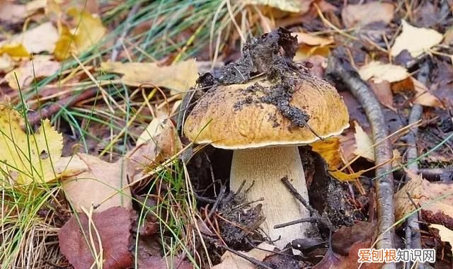 蘑菇竟有这么多鲜为人知的秘密