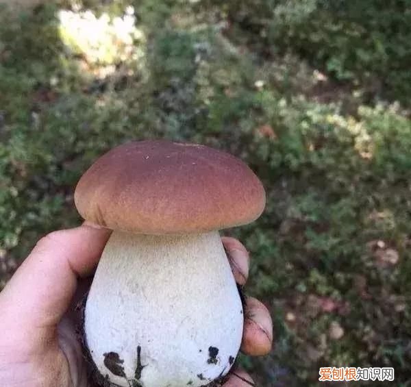 蘑菇竟有这么多鲜为人知的秘密