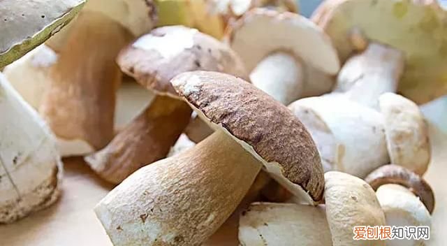 蘑菇竟有这么多鲜为人知的秘密