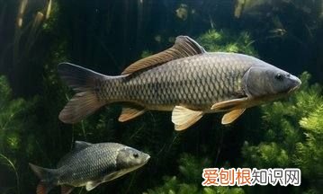 五月份钓鱼用什么味饵料，五月份钓鲤鱼用什么饵料最好