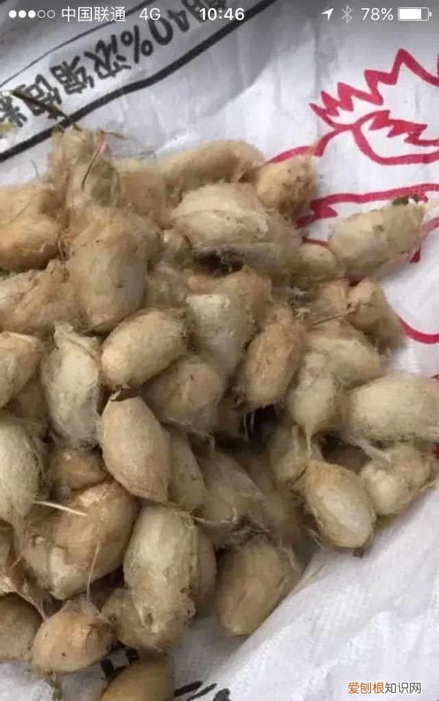 老满洲旗人喜欢吃的蚕茧蚕蛹,山东传统菜蚕蛹