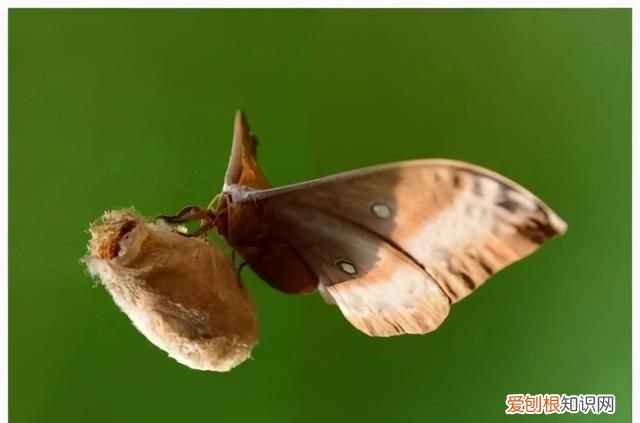 老满洲旗人喜欢吃的蚕茧蚕蛹,山东传统菜蚕蛹