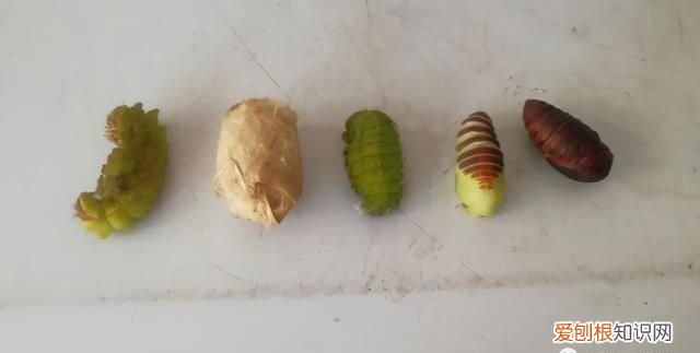 老满洲旗人喜欢吃的蚕茧蚕蛹,山东传统菜蚕蛹